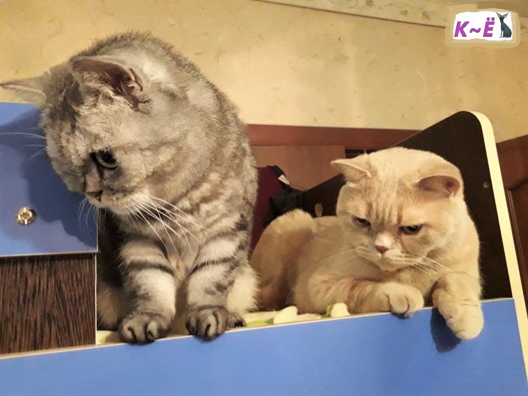 Кот и кошка (моё фото)