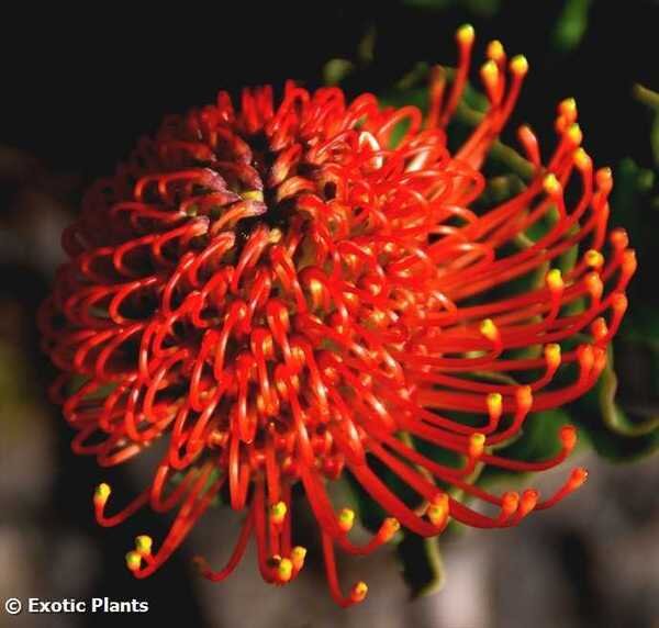 Leucospermum cordifolium