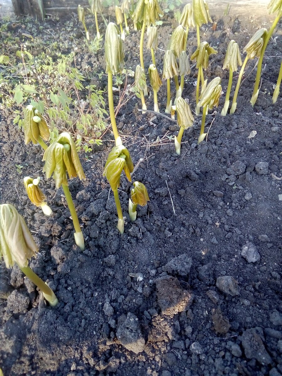 подофилл щитовидный