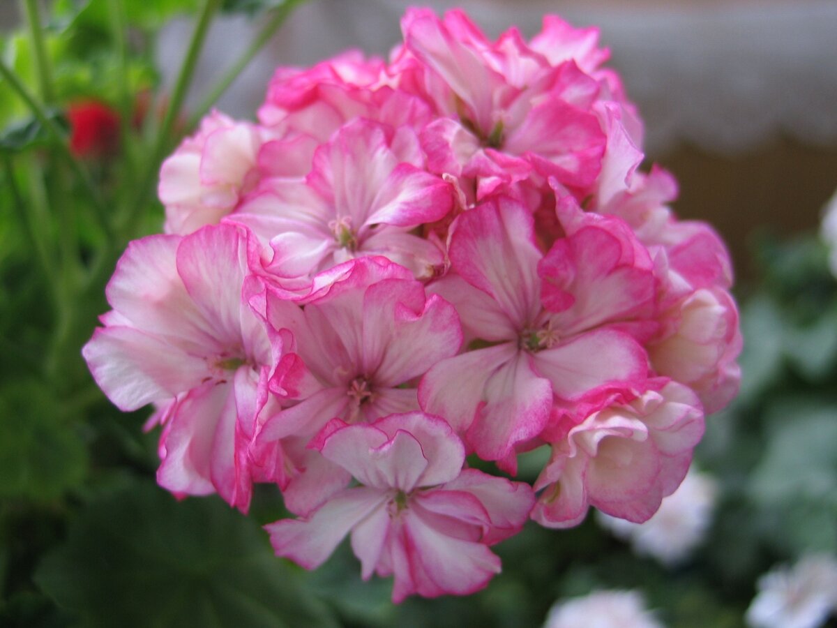 Источник фото: patioflower.ru