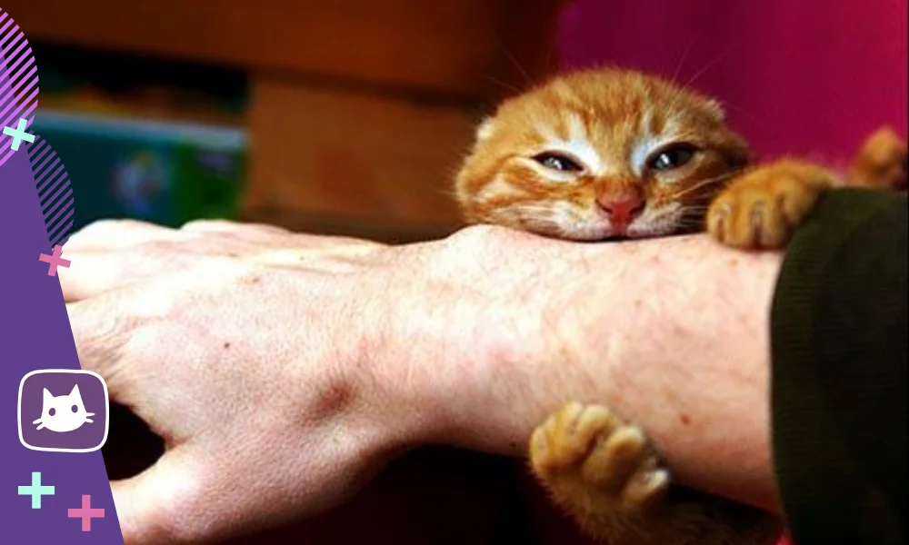 Реакция кошек на стресс
