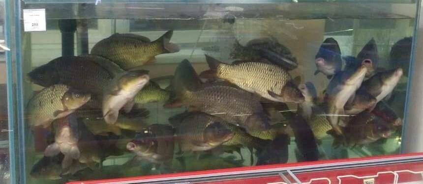 Аквариум для реализации живой рыбы