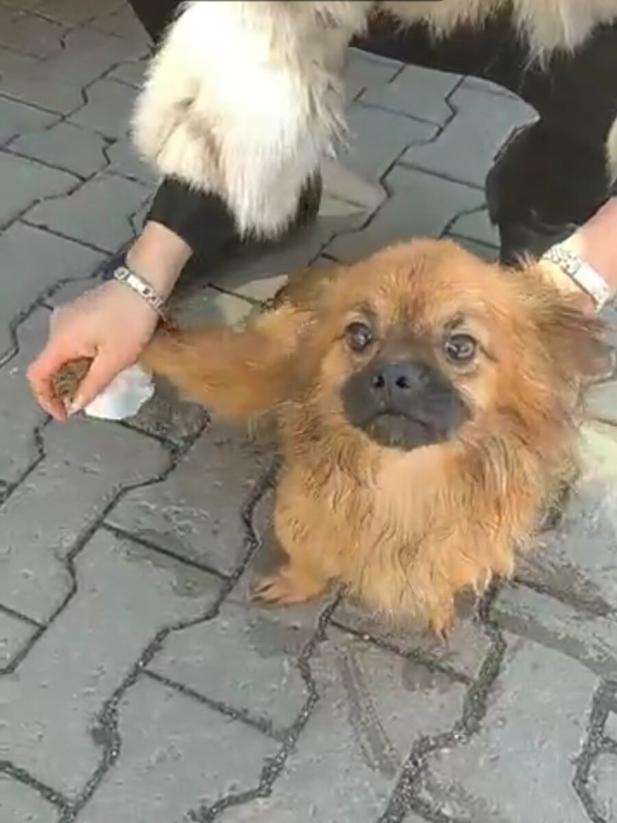 Грустный и обиженный на весь мир