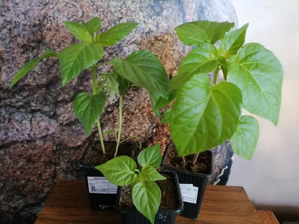 Два Венгерских, два Жгучих блондина и один Бикиньо, фото автора