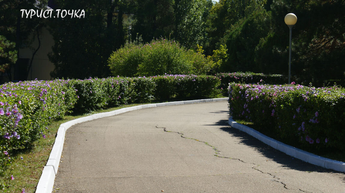 Сиреневый гибискус территории военного дома отдыха «Бетта». Живая изгородь