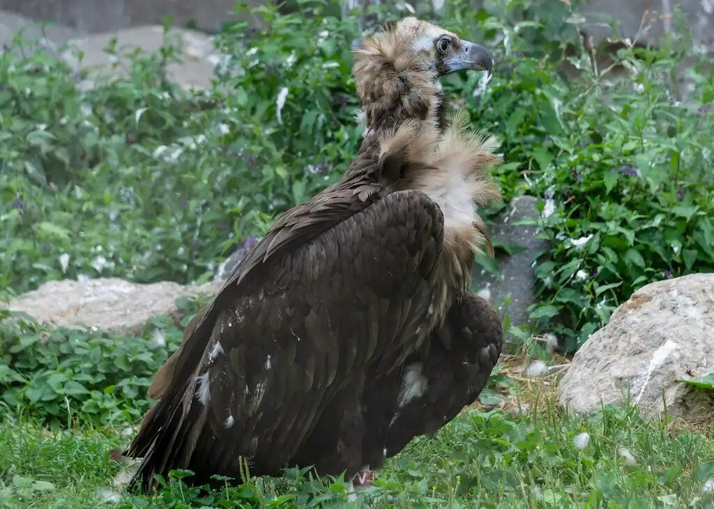 Белоголовый орлан (Haliaeetus leucocephalus)