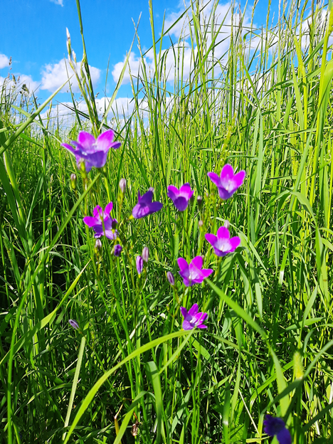летние цветы