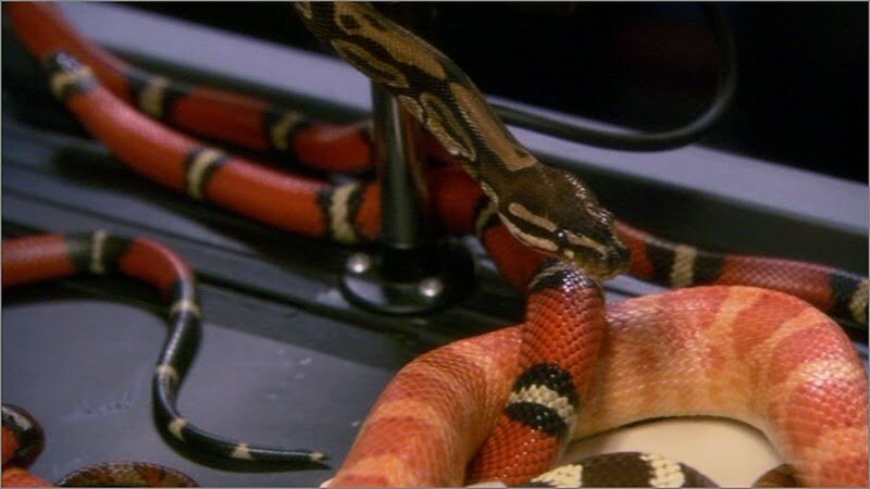 Сначала просто появляется парочка змей на трибуне... 