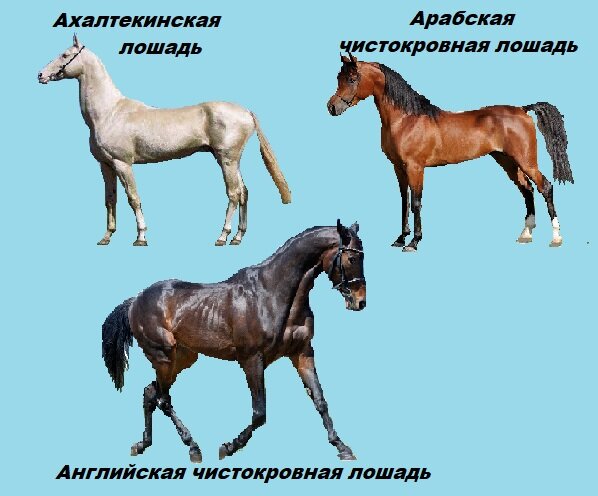 Три чистокровных породы лошадей
