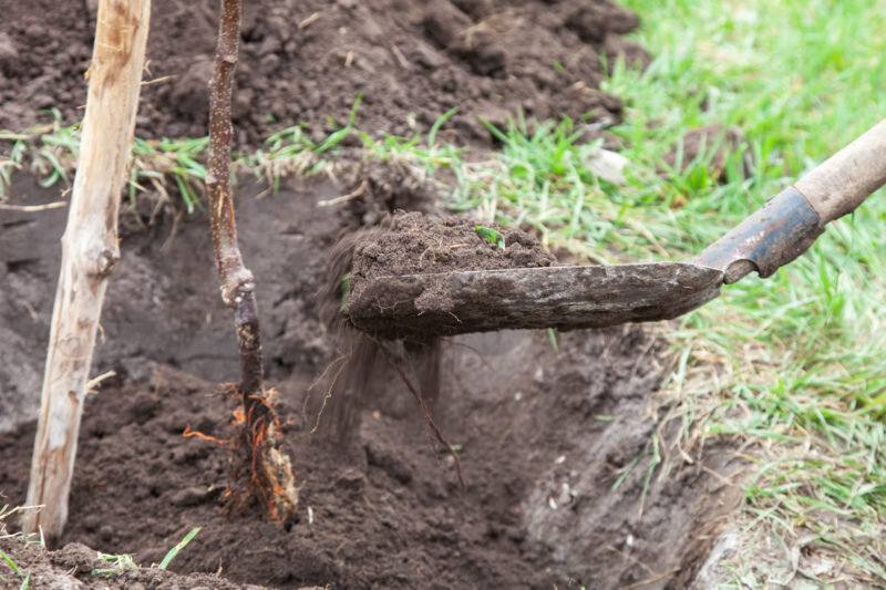 Удобрять при посадке