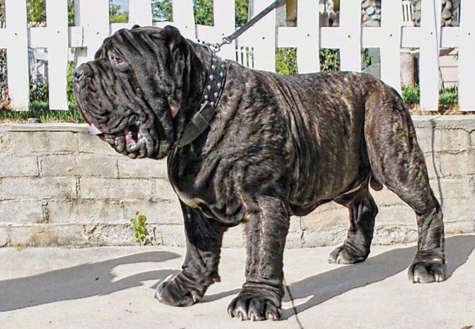 Выглядит круче, чем кане корсо