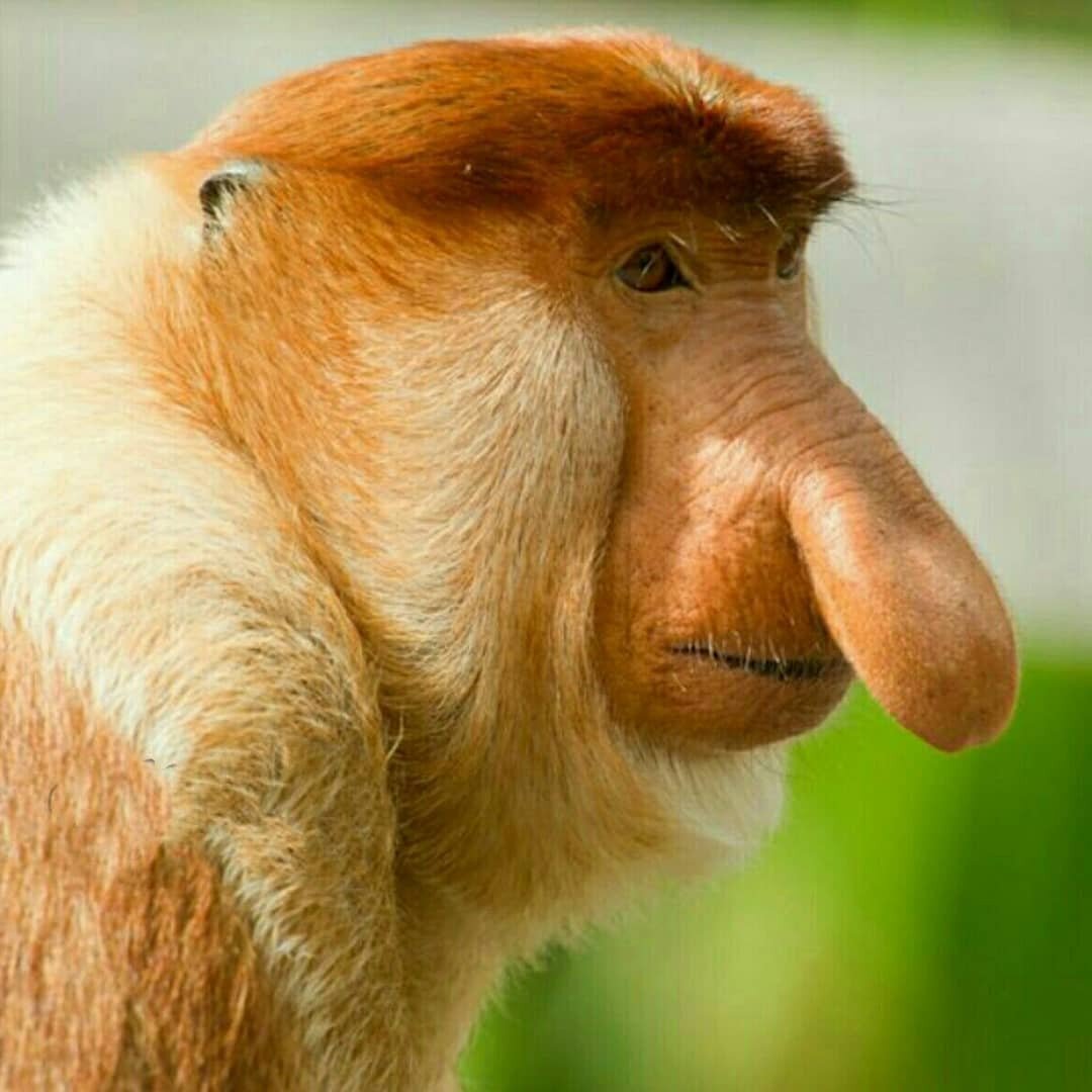 Большой нос картинка. Обезьяна носач. Носач (proboscis Monkey). Обезьяна носач самец. Носач обезьяна 2.
