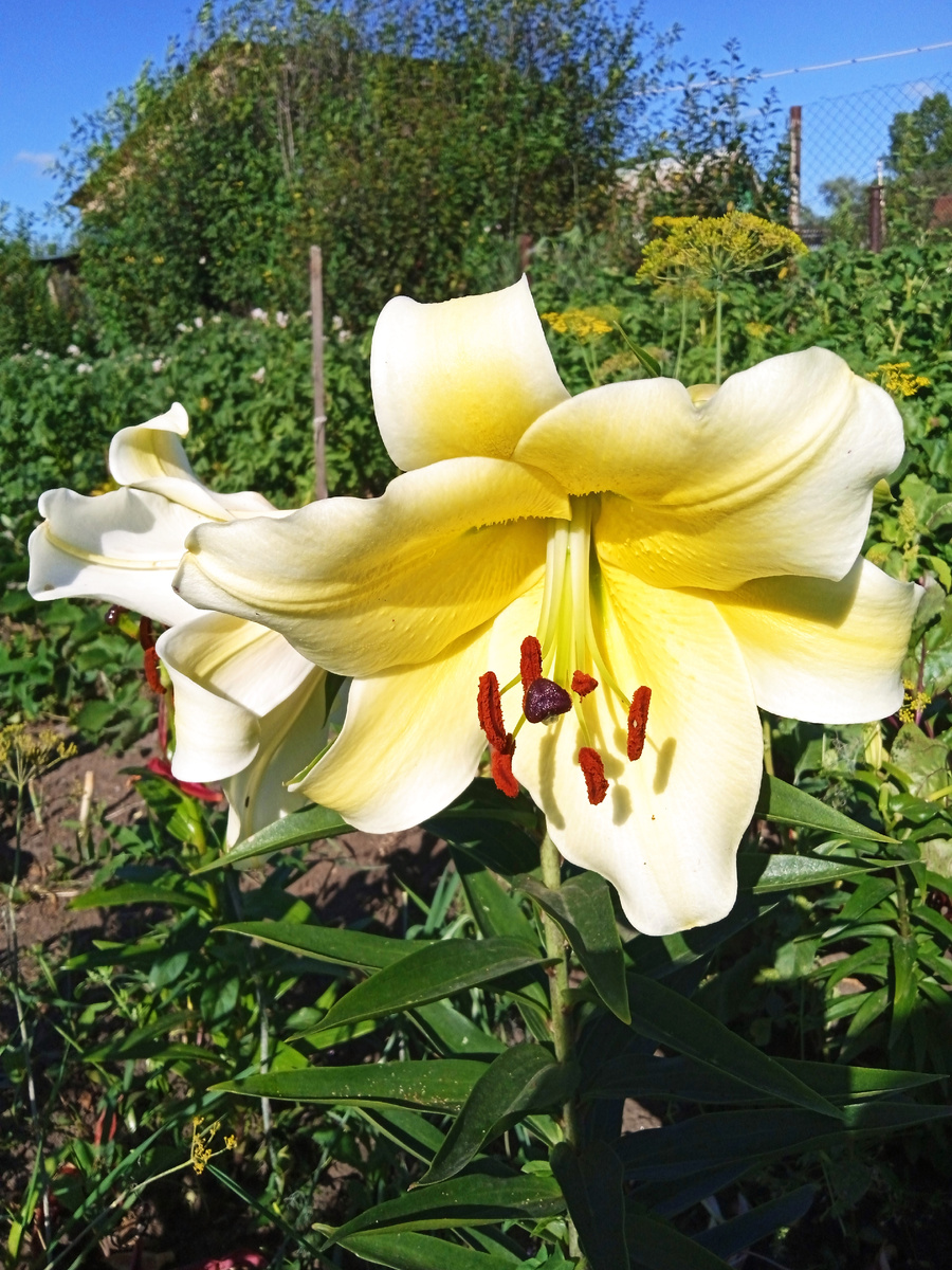 Вот такая с огромными цветами.