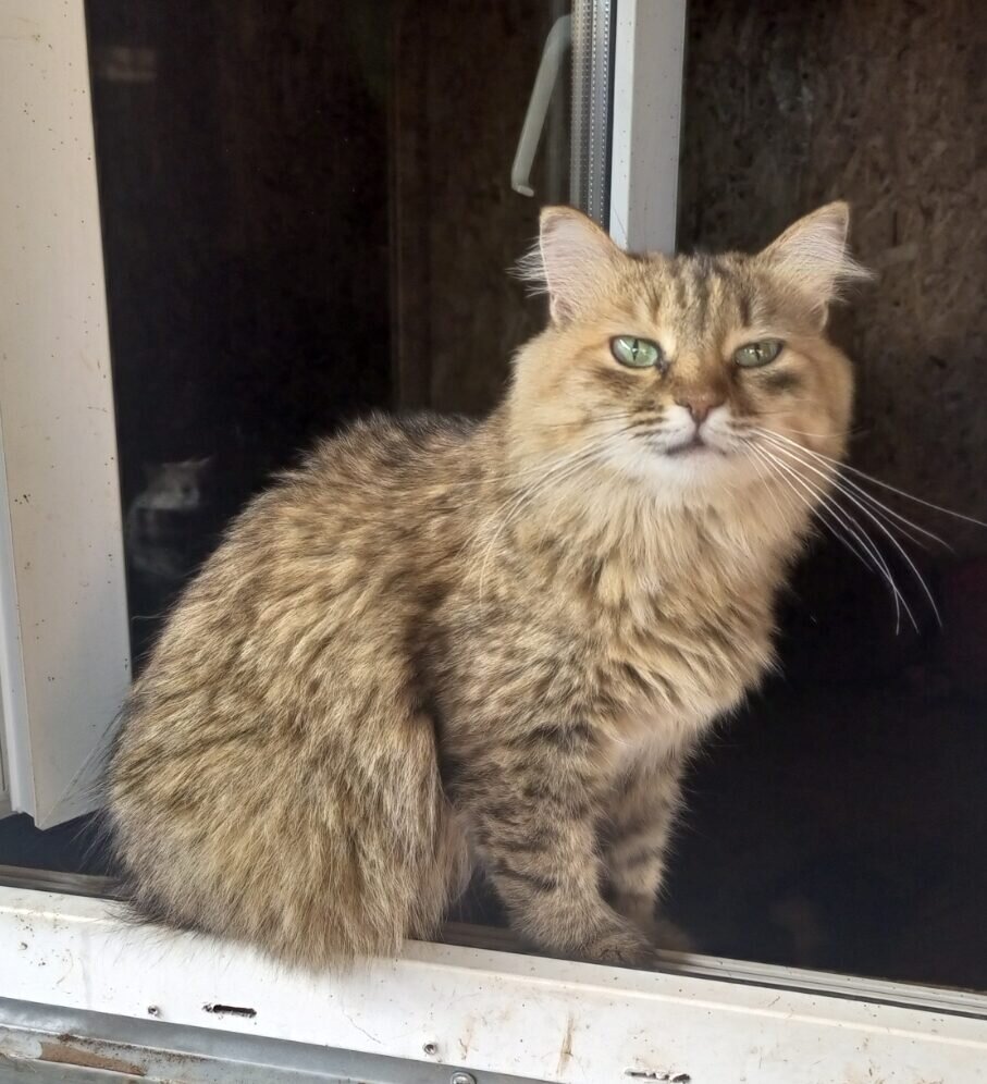 Дорогие друзья, котейки ждут вашей помощи! У нас на дворе настоящая осень, с холодной и ветренной погодой, особенно ночью! На обогреватели и провод собрано только 1200. Помогите собрать необходимую сумму, чтобы у наших котеек в вагончике было тепло!