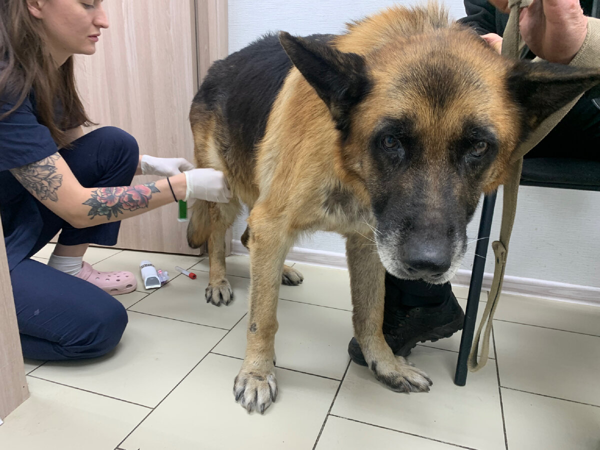 Песика уже доставили в клинику 