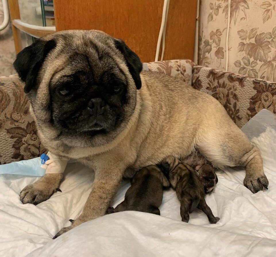 Я даже принимала роды у Руби 