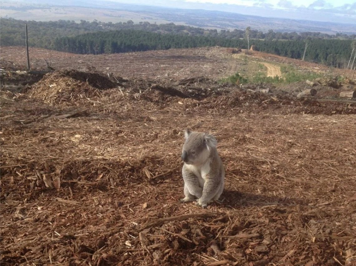 вырубка лесов животные. расчистка леса. вырубка лесов животные. вырубка лесов с животными. последствия вырубки лесов.