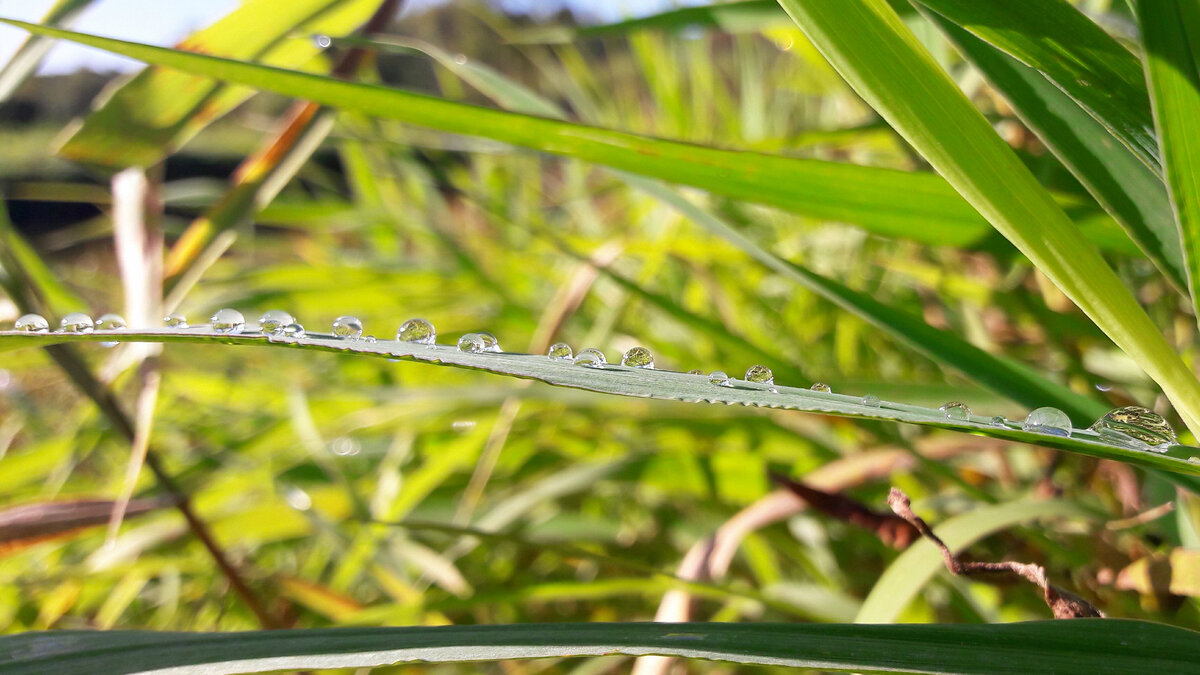 утром на траве виден бисер из росы
