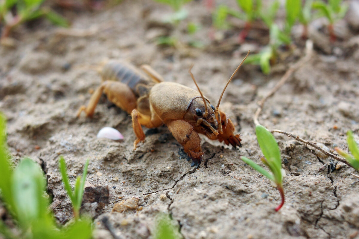 Медведка фото маленькая. Медведка. Медведки в огороде. Медведка фото. Mole Cricket.