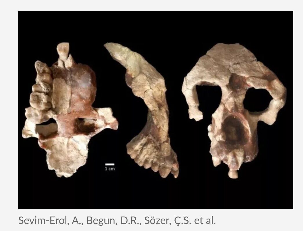 Международная команда ученых во главе с палеоантропологами из канадского Университета Торонто представила исследование, которое бросает вызов общепринятой теории происхождения человека. Работа базируется на анализе окаменелых останков древней обезьяны, которые были найдены на территории Турции.