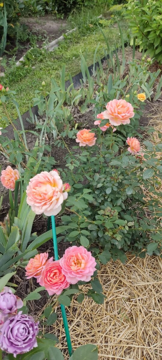 Венера перестала идти ретроградно, астропрогноз