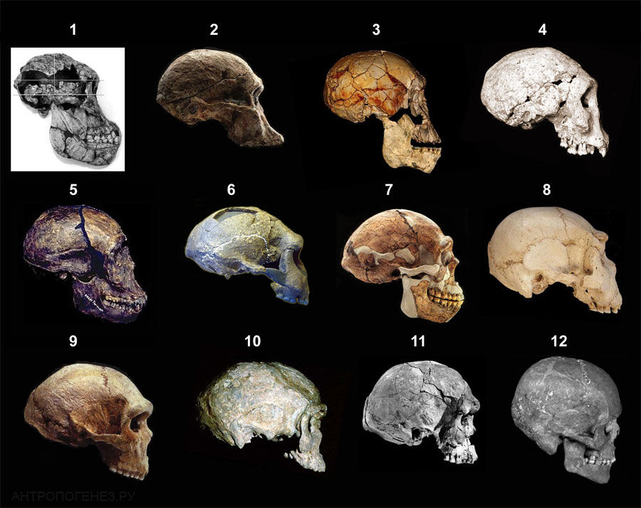 Эволюция развития мозга. Объем черепа австралопитеков. Черепа от австралопитека до человека. Черепа кроманьонца австралопитека.