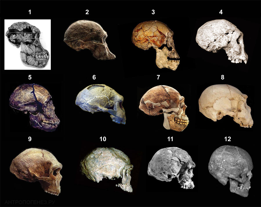 Гоминид мозг. Черепа от австралопитека до человека. Черепа кроманьонца австралопитека. Антропогенез черепа.