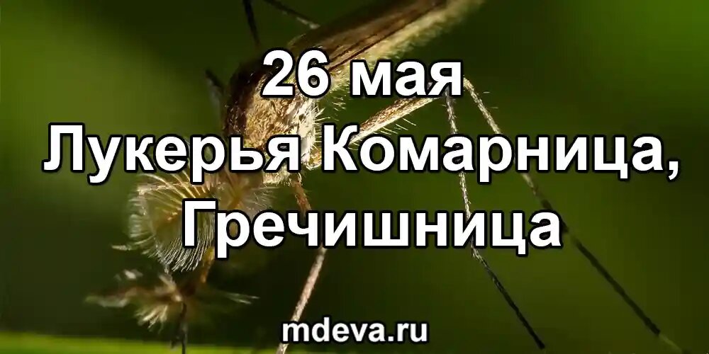 26 мая по народному календарю Лукерья Комарница, Гречишница