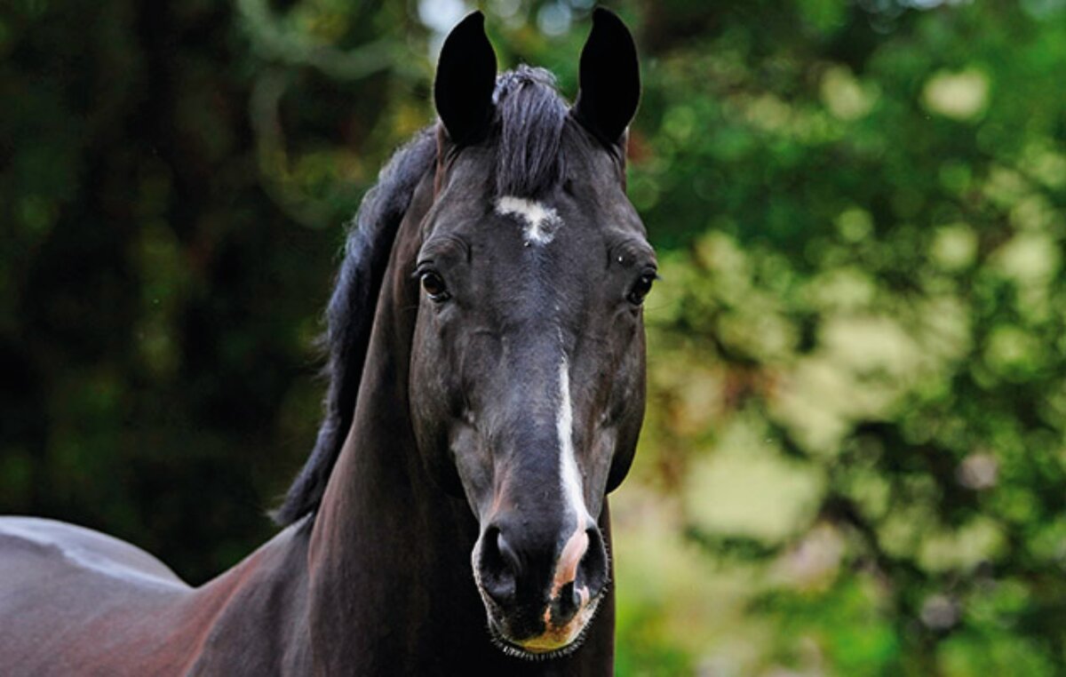 Утопия. Фото: horseandhound.co.uk