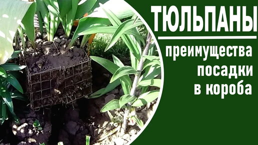 Для чего сажать тюльпаны в короба . Все преимущества наглядно