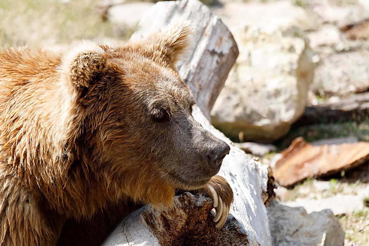 Тяньшанский бурый: 6 отличительных особенностей белокоготного медведя |  Приключения натуралиста | Дзен
