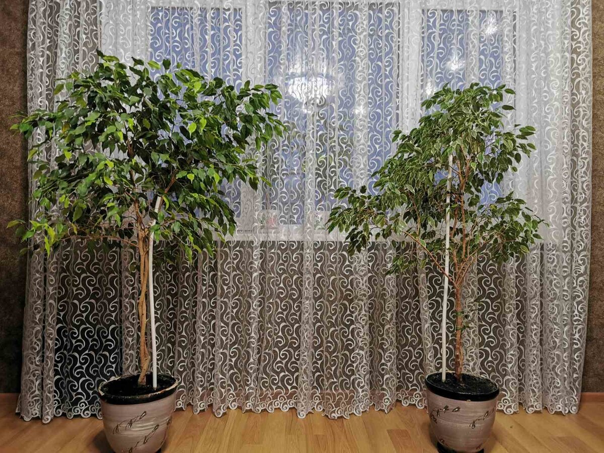 Мои красавцы!