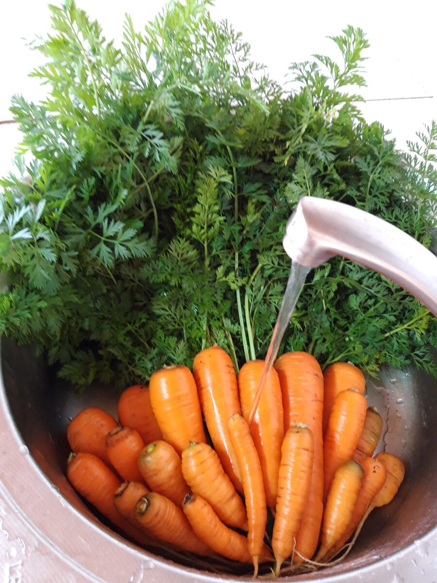 Морковь на зиму
