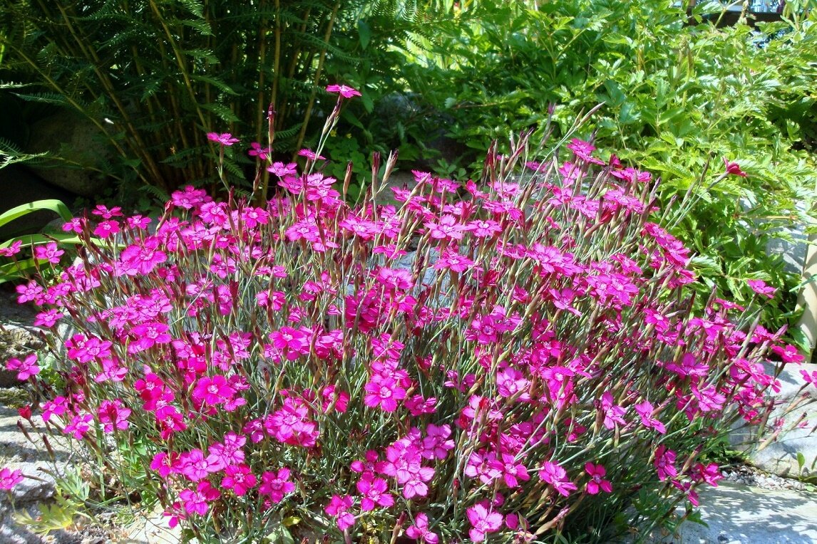 Гвоздика травянка многолетняя выращивание. Гвоздика травянка (Dianthus deltoides). Гвоздика травянка многолетняя. Гвоздика травянка Самос.