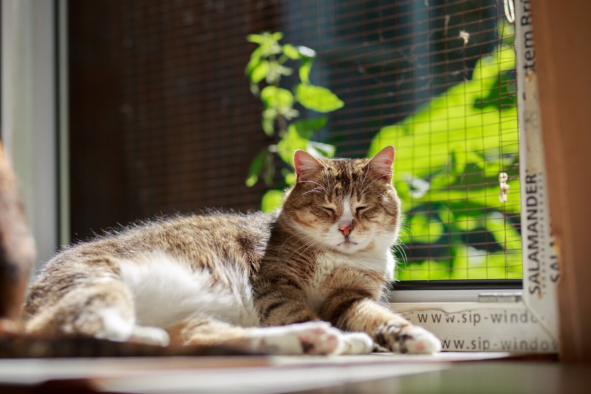 Зита изо всех сил лежит на солнышке и пыжится от важности. (Куратор — Светлана: +375 44 799 79 06). Беларусь, Минск.