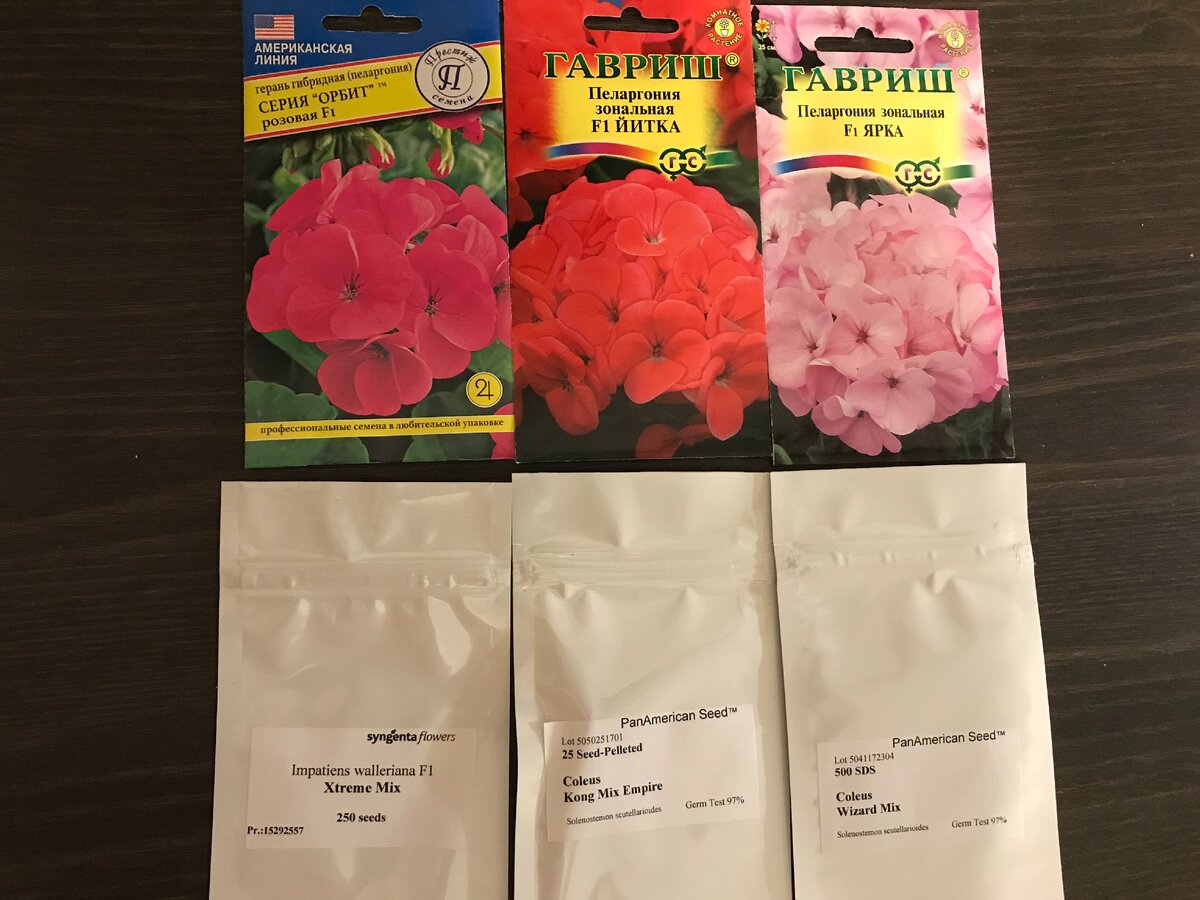 комнатные цветы, которые летом прекрасно цветут в саду