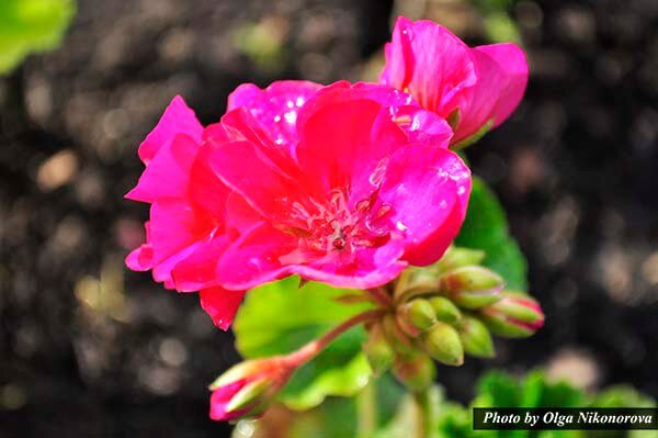 Источает фитонциды, которые обезвреживают болезнетворные бактерии