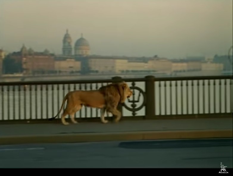 общество защиты животных в тбилиси. лев гуляет по улице. львёнок ходит. лев фото. львы ходят по москве.