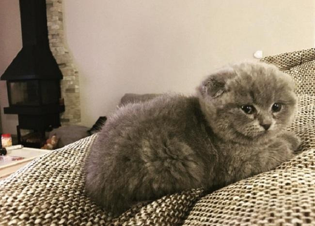 Фото с сайта AVRORRA