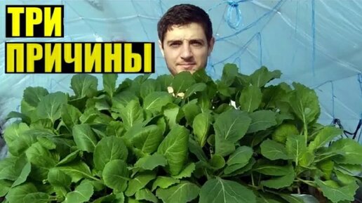 ОЧЕНЬ ГУСТО сажаем капусту в ящики. Зачем? | Тепличный бизнес в деревне ...