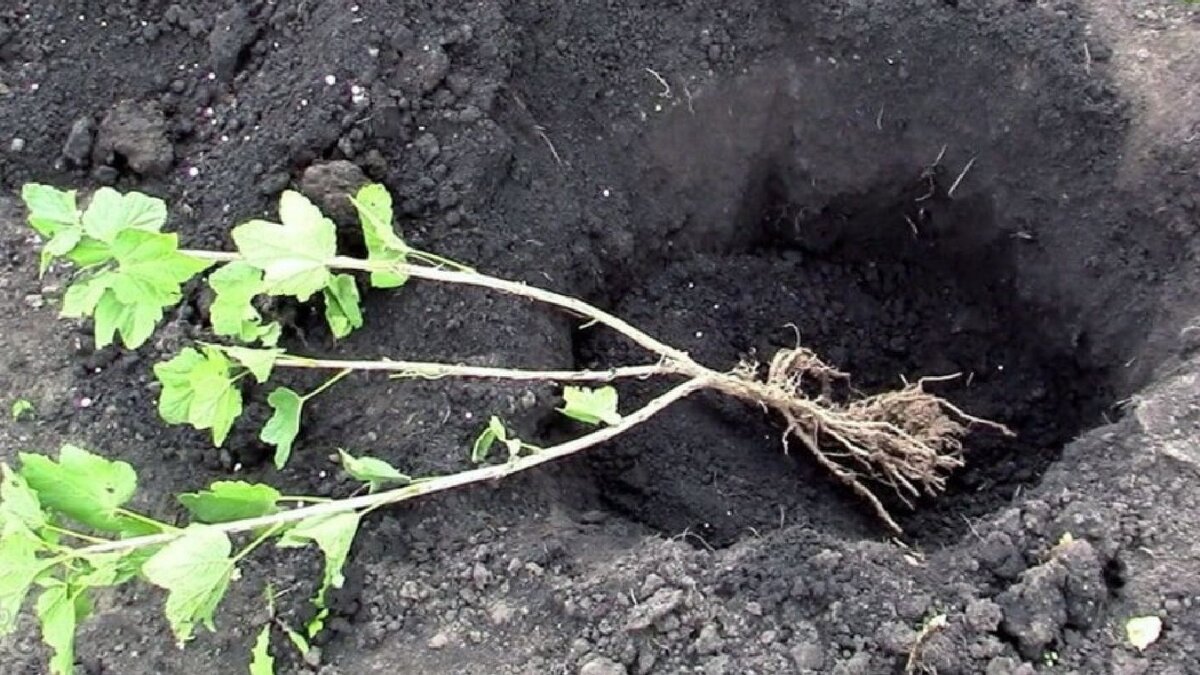 Посадка саженцев