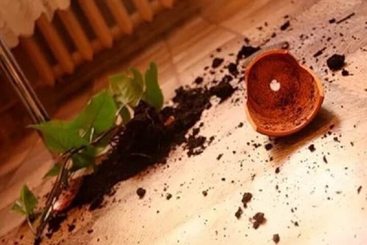 Яндекс картинки 