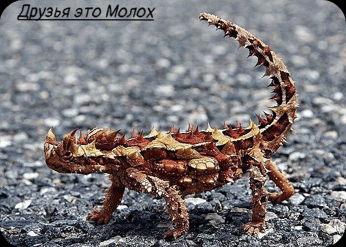 Фото из сети Яндекс в свободном доступе