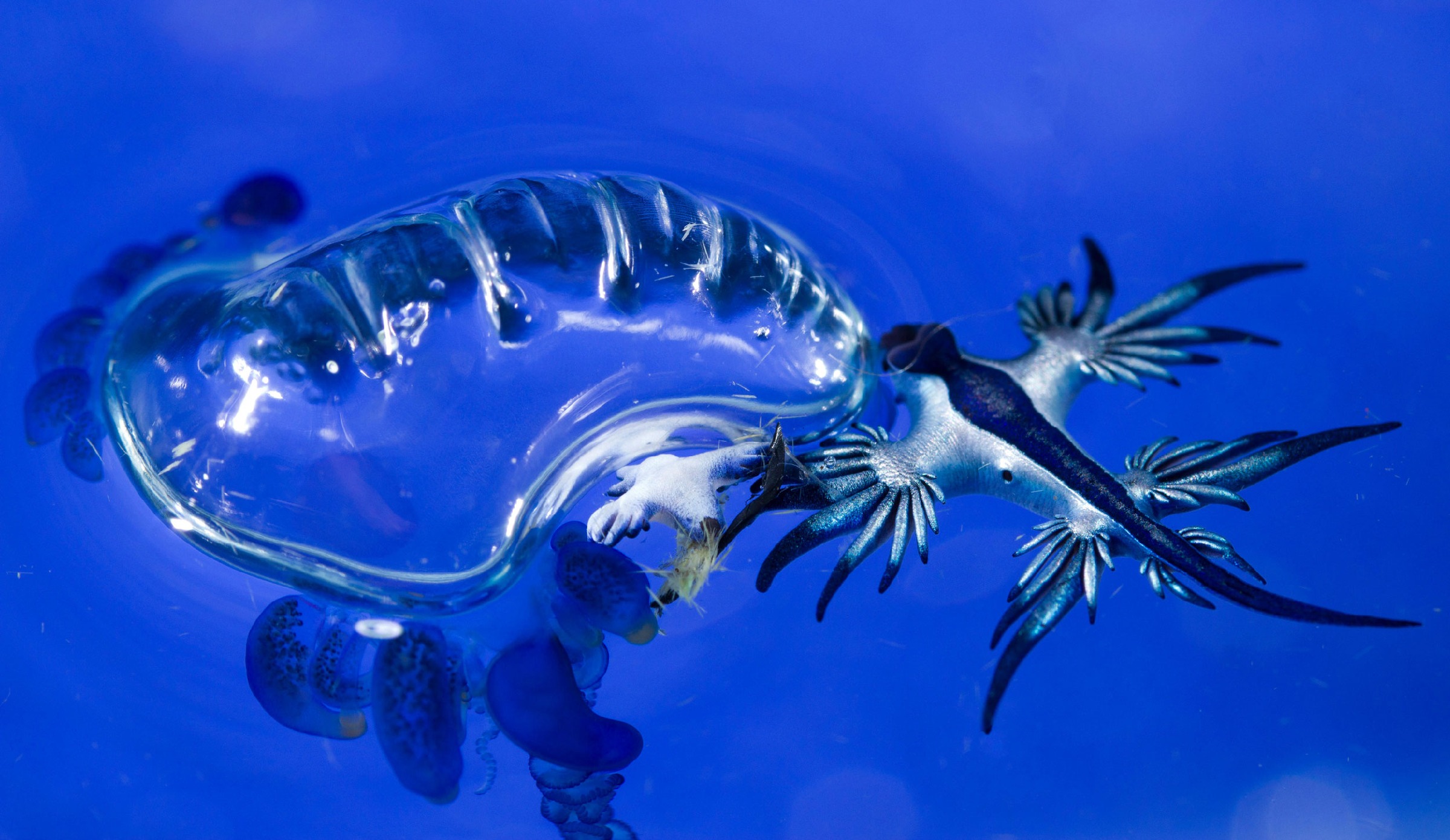 Голубой ангел (Glaucus Atlanticus)