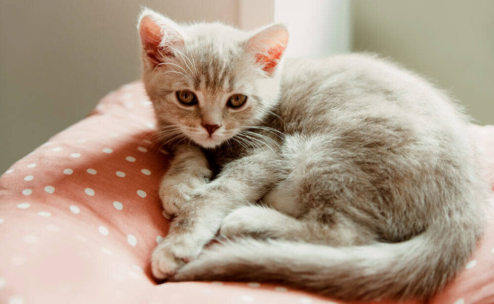 Котёнок на подушке