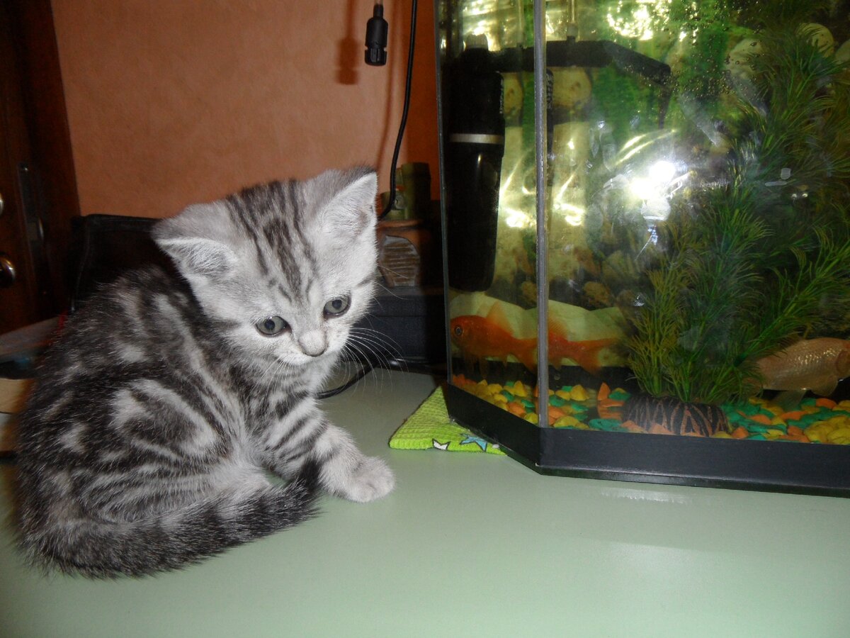 Скромная и тихая Серебрянка