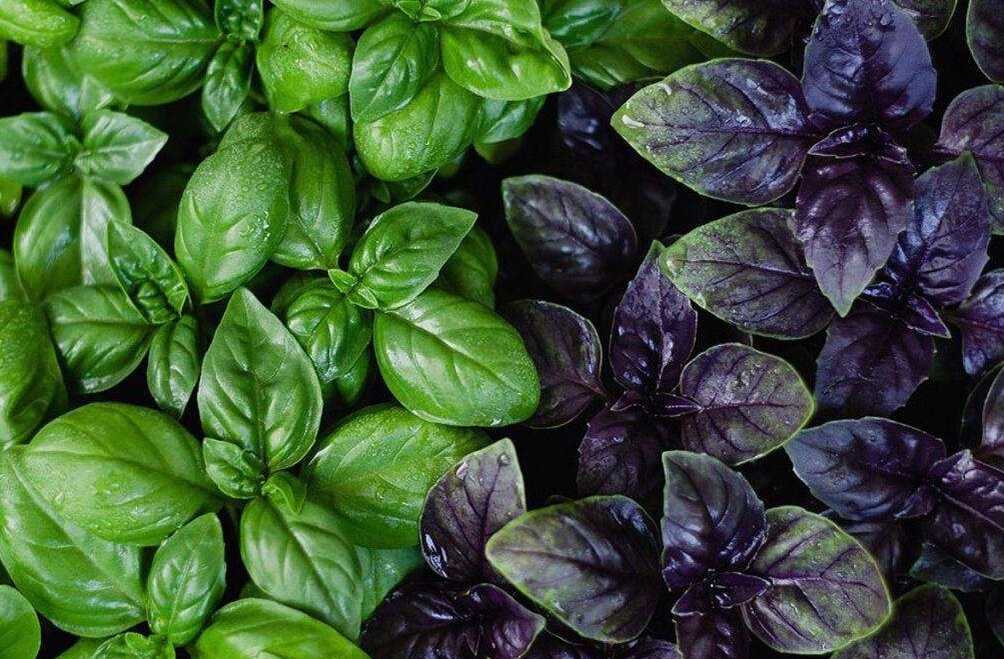 Прекрасные базилики. Фото из Интернета.