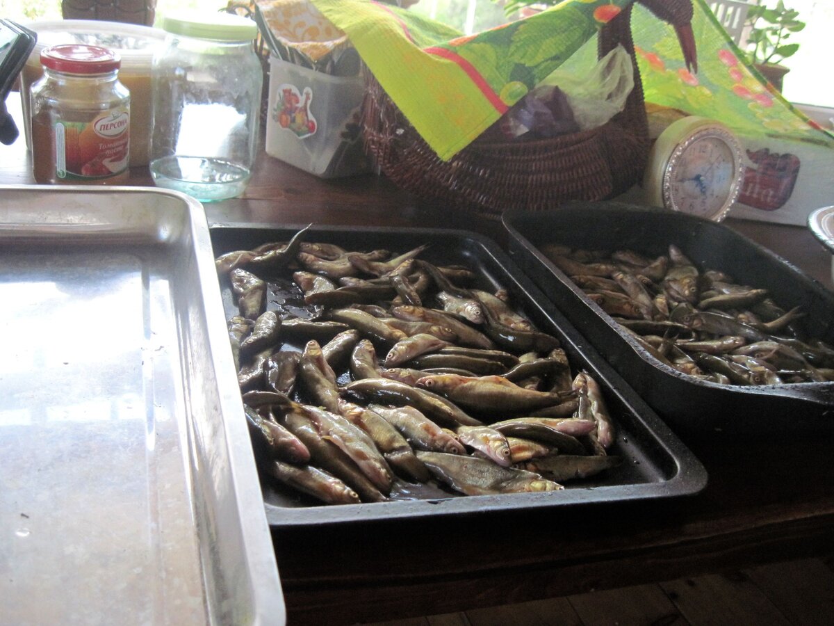 Скоро гольяны станут анчоусами к пиву.