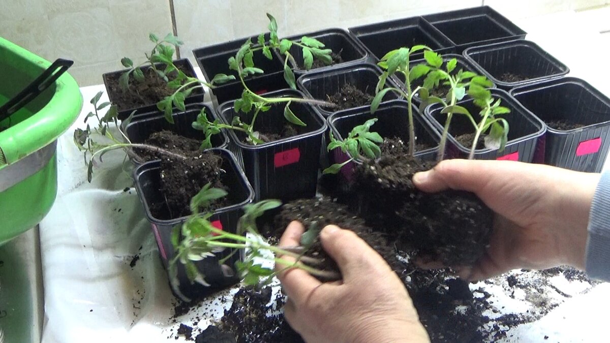Я выращиваю рассаду томатов для дальнейшей высадки в теплицу и без пикировки здесь не обойтись. Иногда, когда томаты посеяны очень рано,  пикировку приходится проводить и два раза.