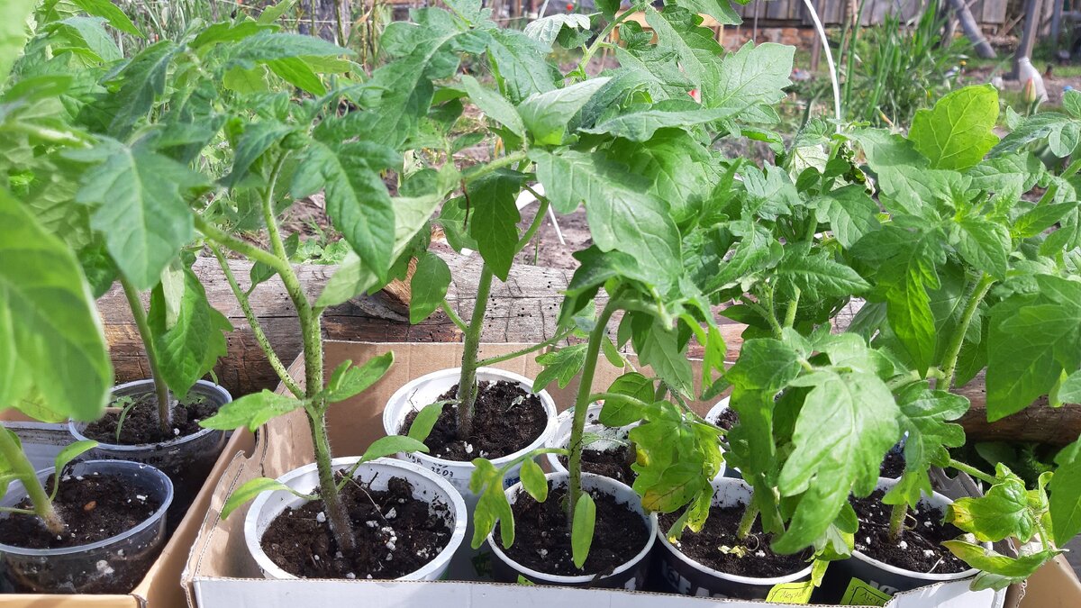 Рассада помидоров 2020. Фото автора.